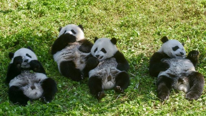 Os pandas gigantes não são mais classificados pelas autoridades chinesas como 'ameaçados de extinção', mas ainda são considerados 'vulneráveis' (Foto: Getty Images)