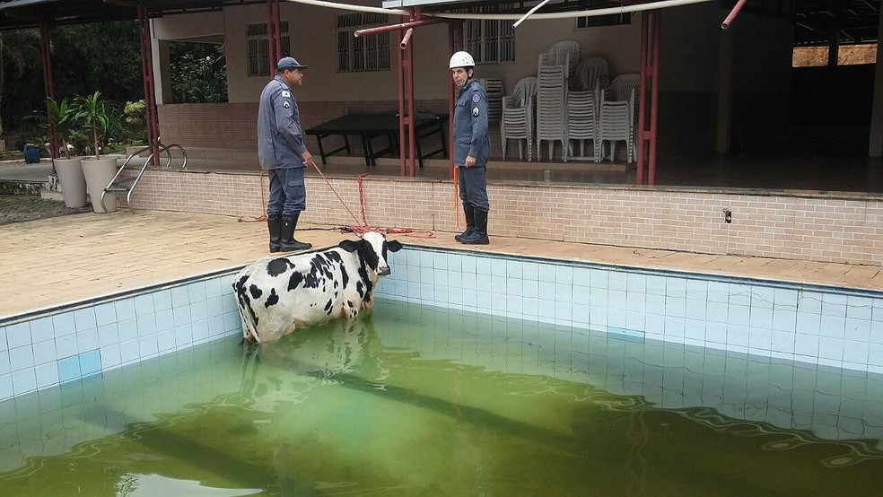 Bombeiros De Uba Resgatam Vaca Que Caiu Em Piscina Veja Fotos Zona Da Mata G1