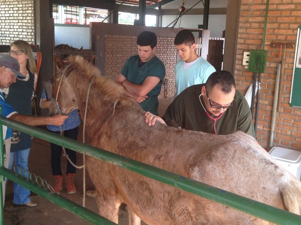 Projeto atende cavalos de carroceiros de forma gratuita em hospital veterinário da UFG em Goiânia Goiás (Foto: Vanessa Martins/G1)