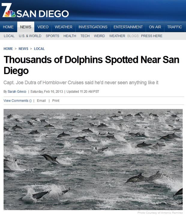 Grupo de golfinhos chamou a atenção na costa da Califórnia (Foto: Reprodução/NBC)
