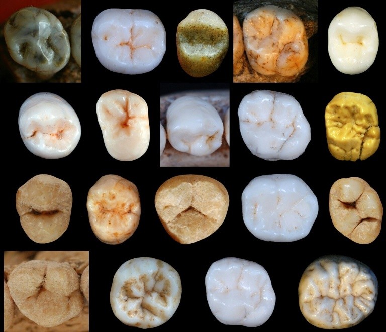 Estudo com dentes mostra que o homem moderno se separou do neandertal há 800 mil anos atrás (Foto: University College London/AFP / Aida Gomez-Robles)