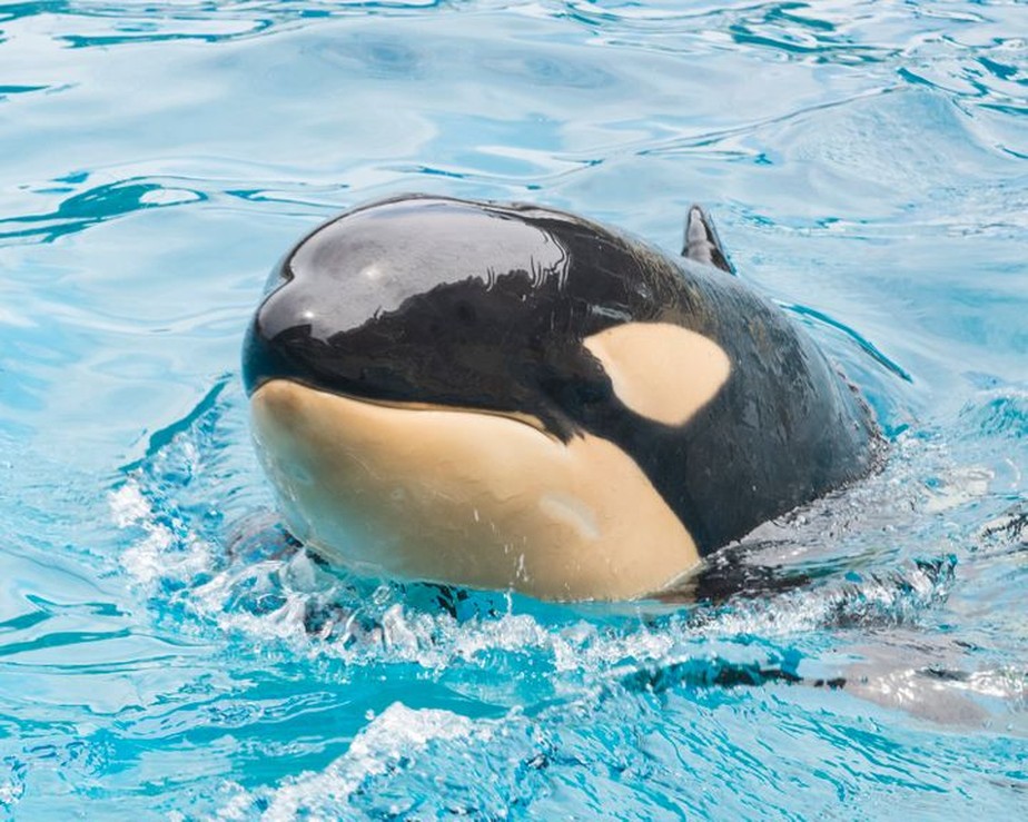 Orca mais jovem do parque SeaWorld morre repentinamente nos Estados Unidos