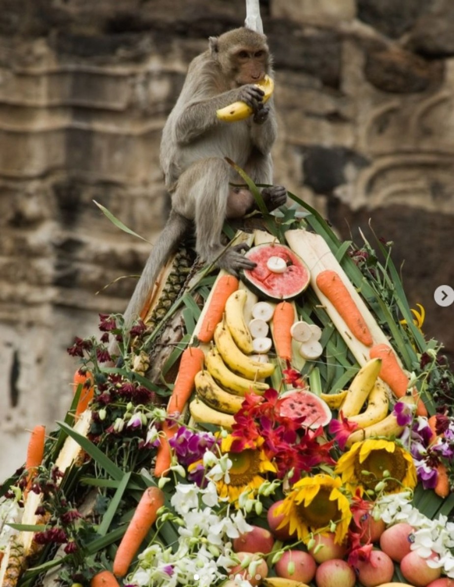 festival macacos tailandia