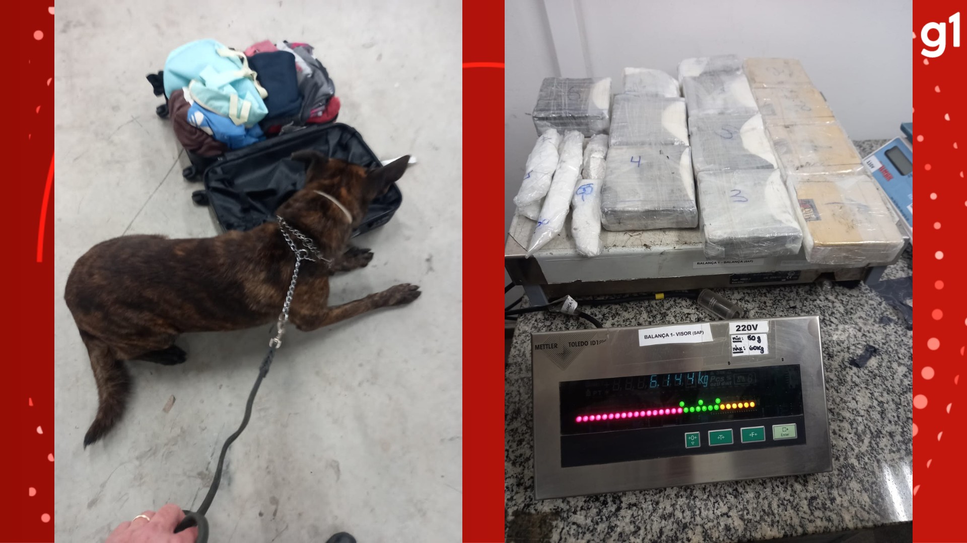 Cão farejador da polícia encontra cocaína em fundo falso de mala no aeroporto de Porto Alegre; VÍDEO