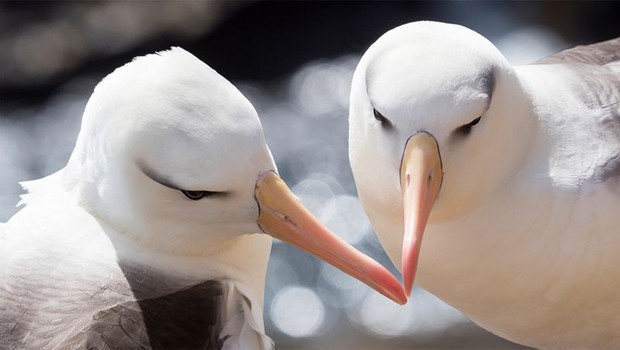 Estudo que acompanhou casais de albatrozes por 15 anos mostrou aumento no percentual de 'divorciados' (Foto: GETTY IMAGES via BBC NEWS)