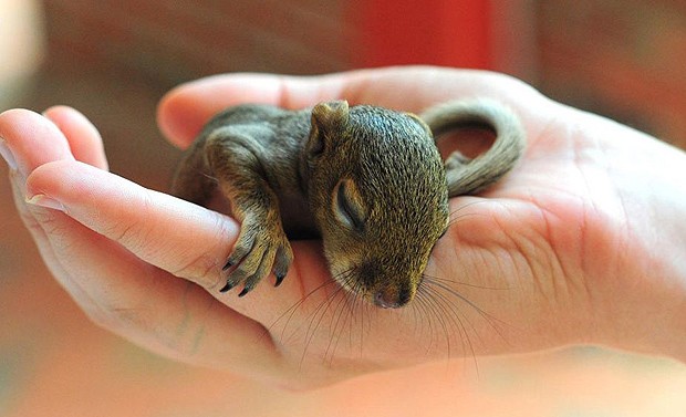 Bebês esquilos só nascem duas vezes ao ano: na primavera e no verão (Foto: Alex Kaufman/onebigphoto.com)