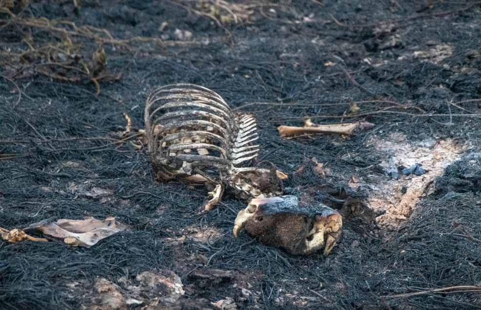 Carcaça de capivara após não conseguir fugir de fogo. — Foto: Silas Ismael/Arquivo Pessoal