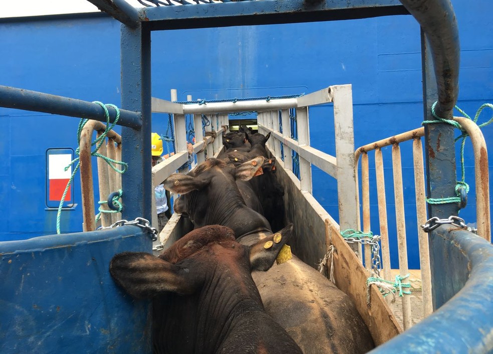 Ao menos 25 mil bois foram embarcados no navio atracado em Santos, SP (Foto: Renan Fiuza/G1)