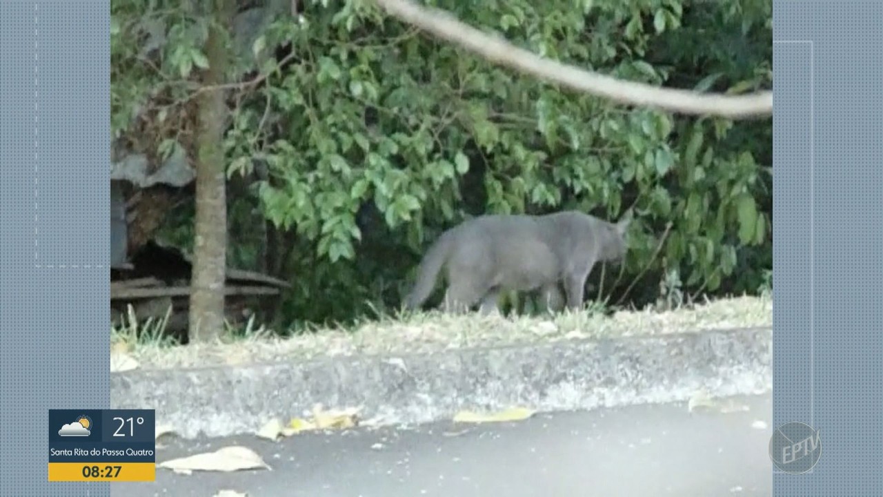 Vídeo flagra felino de grande porte na USP em São Carlos