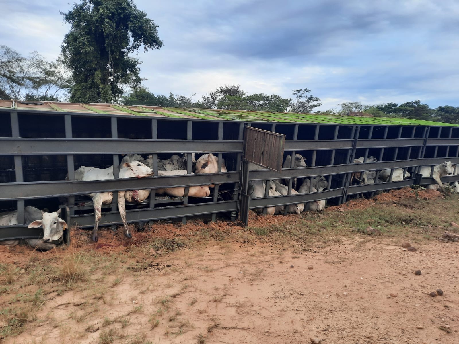 Caminhão com gado tomba e 12 animais morrem presos às ferragens em rodovia de MS