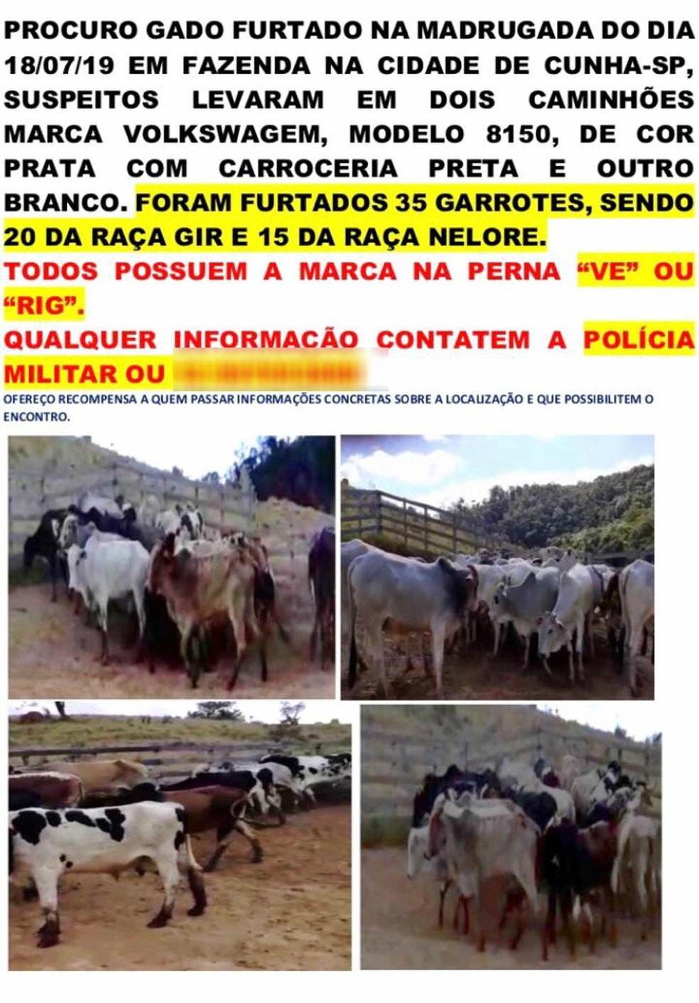 Pecuarista procura gados roubados  — Foto: Arquivo Pessoal
