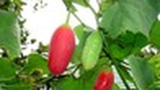 Conheça o pepino-vermelho, fruto aproveitado em receitas doces e salgadas