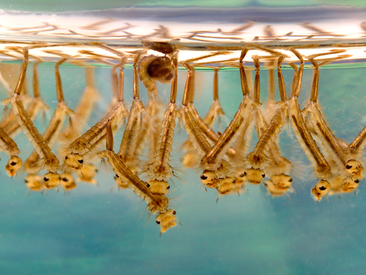 Saiba como identificar as larvas do mosquito da dengue e combatê-las em
