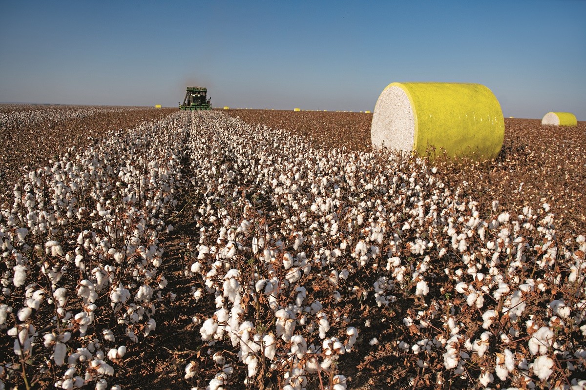 Em Mato Grosso foram cultivados 1,185 milhão de hectares de algodão na safra 2021/2022 (Foto: José Medeiros)