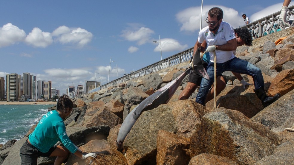 O boto-cinza é a espécie de mamífero marinho que encalha com maior frequência no Ceará — Foto: Aquasis/Divulgação