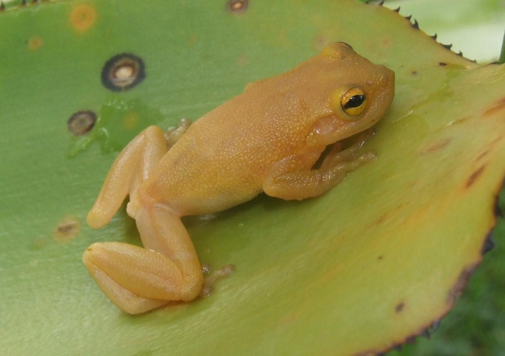 Pesquisadores Encontram Nova Especie Da Perereca De Bromelia No Baixo Sul Da Bahia Bahia G1 7 fotos você enxerga a mulher na paisagem? baixo sul da bahia
