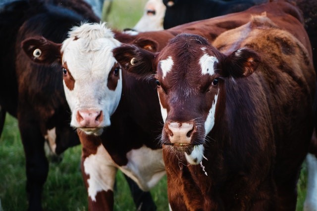 Mesmo entre adultos, tomar leite de origem animal é moralmente mais aceitável do que comer carne (Foto: Pexels/ Kat Smith/ CreativeCommons)