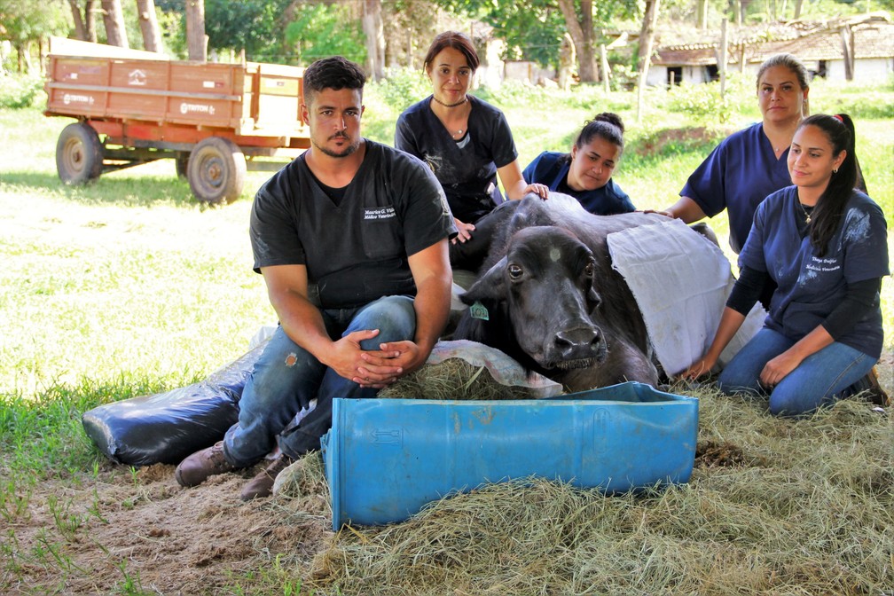 Voluntários ao lado da búfala Carequinha — Foto: Fabio Rodrigues/g1