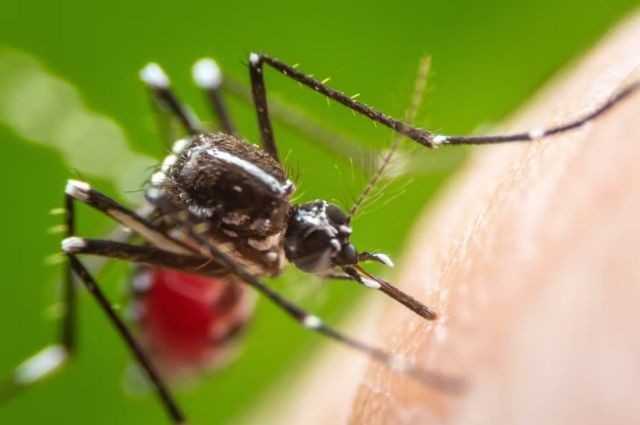 O 'Aedes aegypti' atua como transmissor da dengue, da chikungunya e da zika (Foto: SHUTTERSTOCK/KHLUNGCENTER)