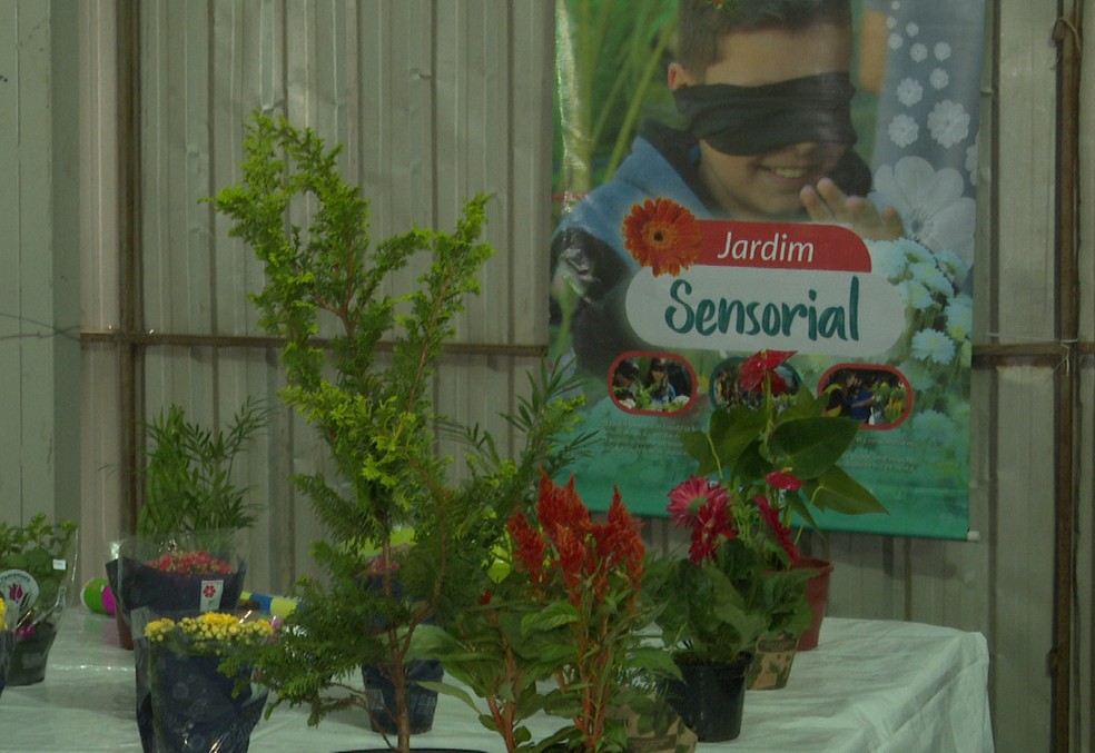 Espaço em feira de flores no Paraná promove inclusão com texturas e cheiros para cegos — Foto: Reprodução/RPC