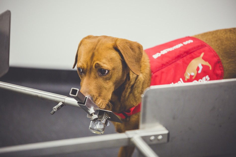 Cachorros conseguem identificar doença por meio de seu olfato  (Foto: Neil Pollock/ Medical Detection Dogs )