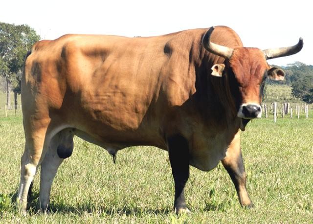 Bovino panteneiro em propriedade, em Mato Grosso do Sul (Foto: Thomas Horton)