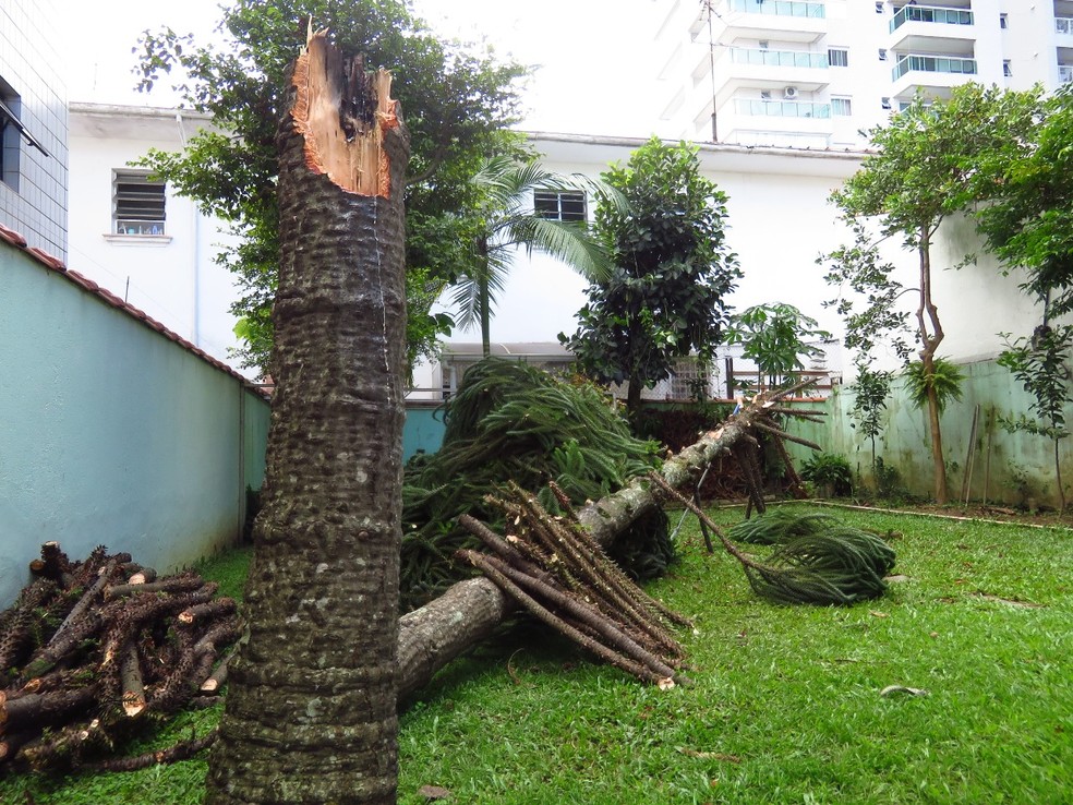 Árvore está sendo retirada aos pedaços de quintal da família — Foto: Arquivo pessoal/Renato Rogner Ramos