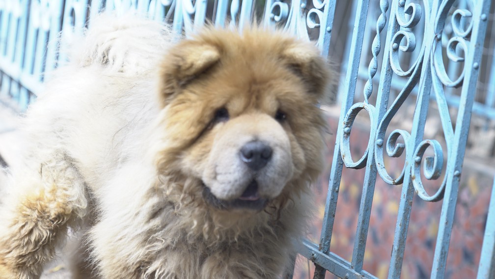 Protetores encontram dificuldade para achar um lar para Chow por ser diabético. Ele foi abandonado amarrado em uma árvore — Foto: Affonso Andrade/ G1