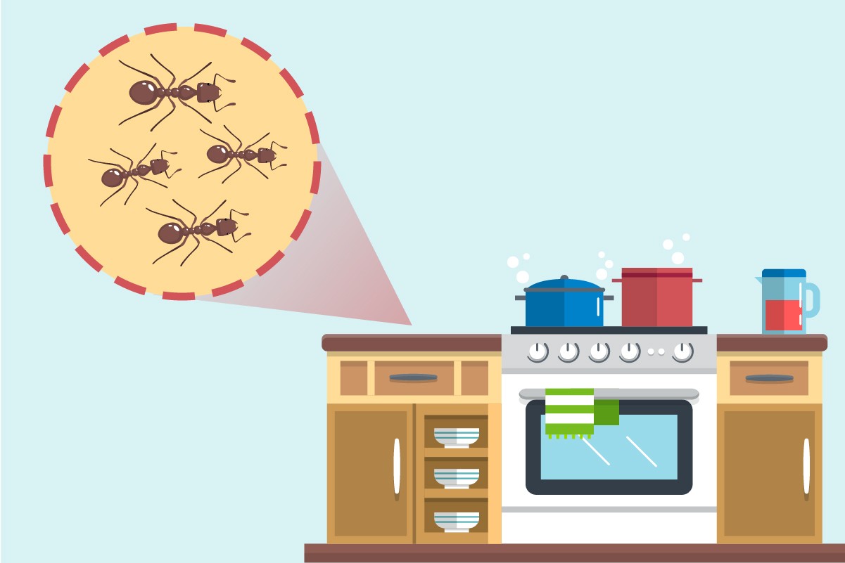 Aprenda como fazer para manter a casa limpa e longe de insetos (Foto: Flickr / insight pest / CreativeCommons)