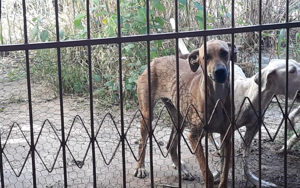 Cachorros resgatados em Iporá — Foto: Divulgação/Polícia Civil de Iporá