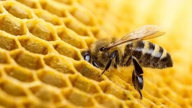 Apicultores poderão ajudar os insetos deixando uma variedade de qualidades de mel na colmeia (Foto: Getty Images )
