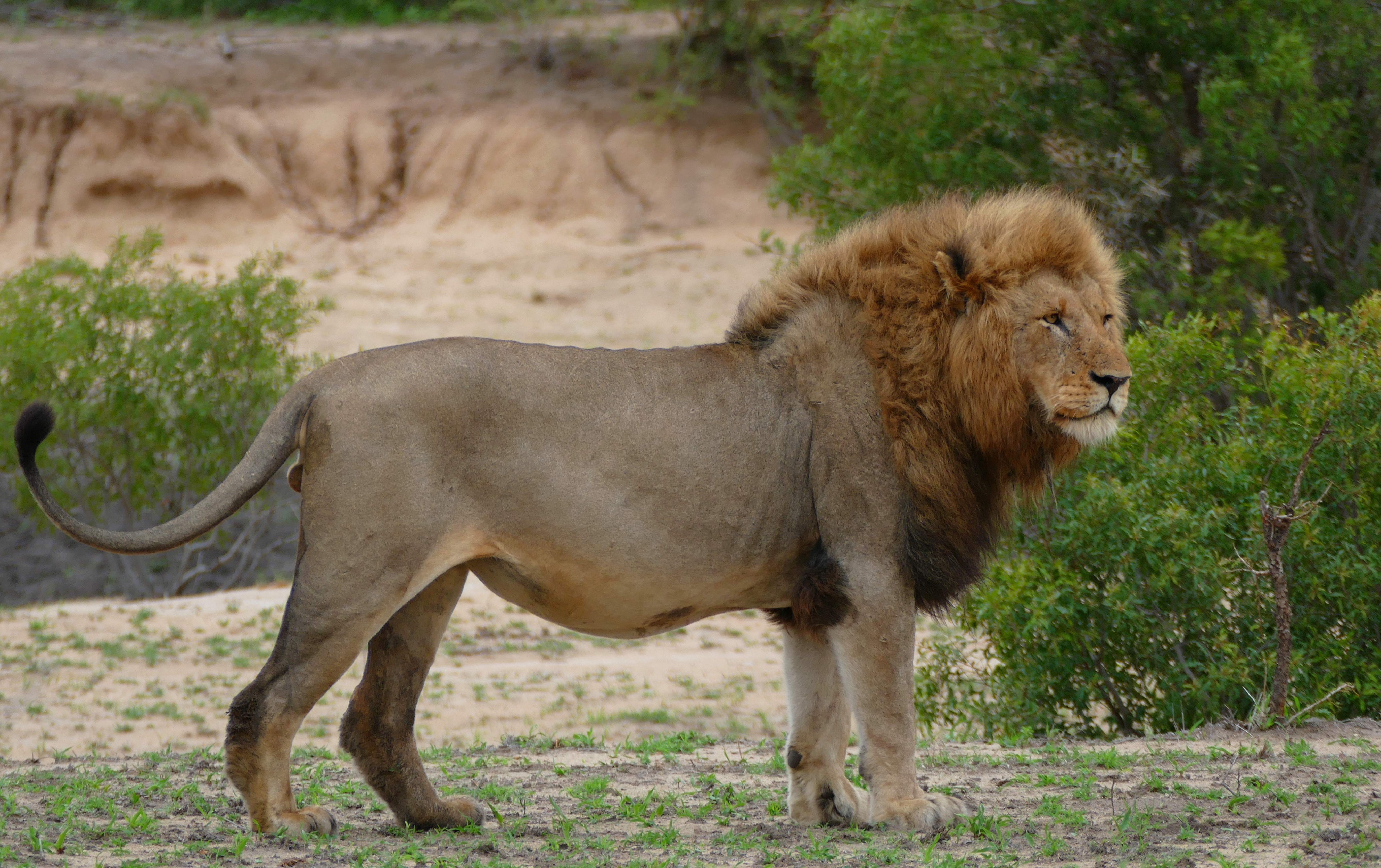 Leão como o conhecemos atualmente (Foto: Wikimedia/Bernard DUPONT)