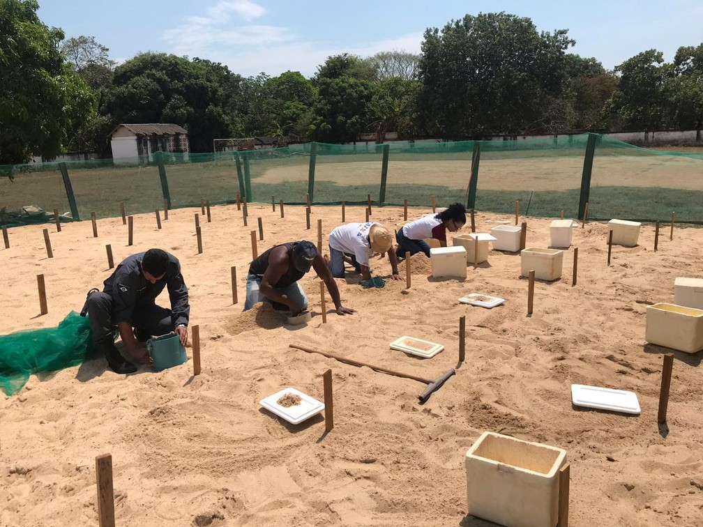 'BerÃ§Ã¡rios' para tartarugas foram criados em escolas e atÃ© quartÃ©is na regiÃ£o do Araguaia â Foto: Projeto Amigos da natureza