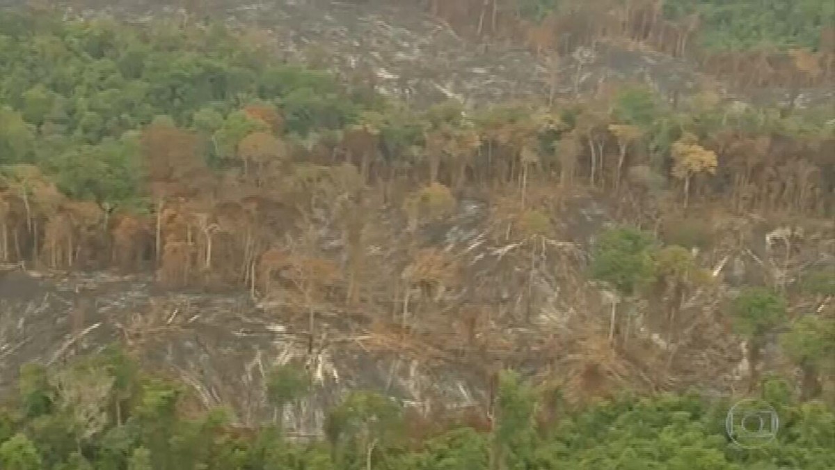 Desmatamento Na Amazônia é O Maior Dos últimos Dez Anos | Jornal ...