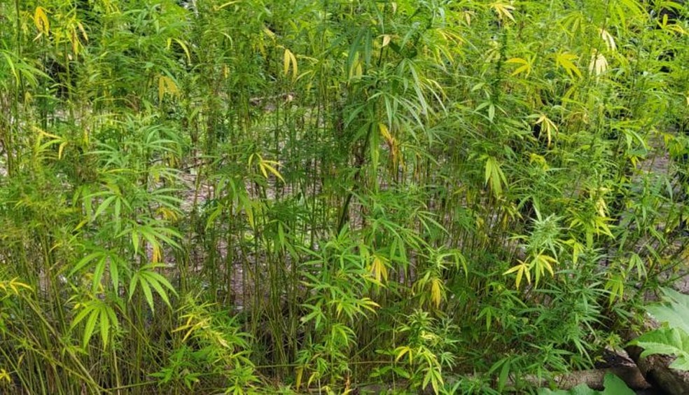   Foram cortados e queimados aproximadamente 200 pés de maconha e os canteiros foram destruídos. — Foto: Divulgação/ Polícia Militar do Maranhão
