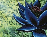 Flor de lótus negra: descubra se ela existe e a simbologia da espécie!