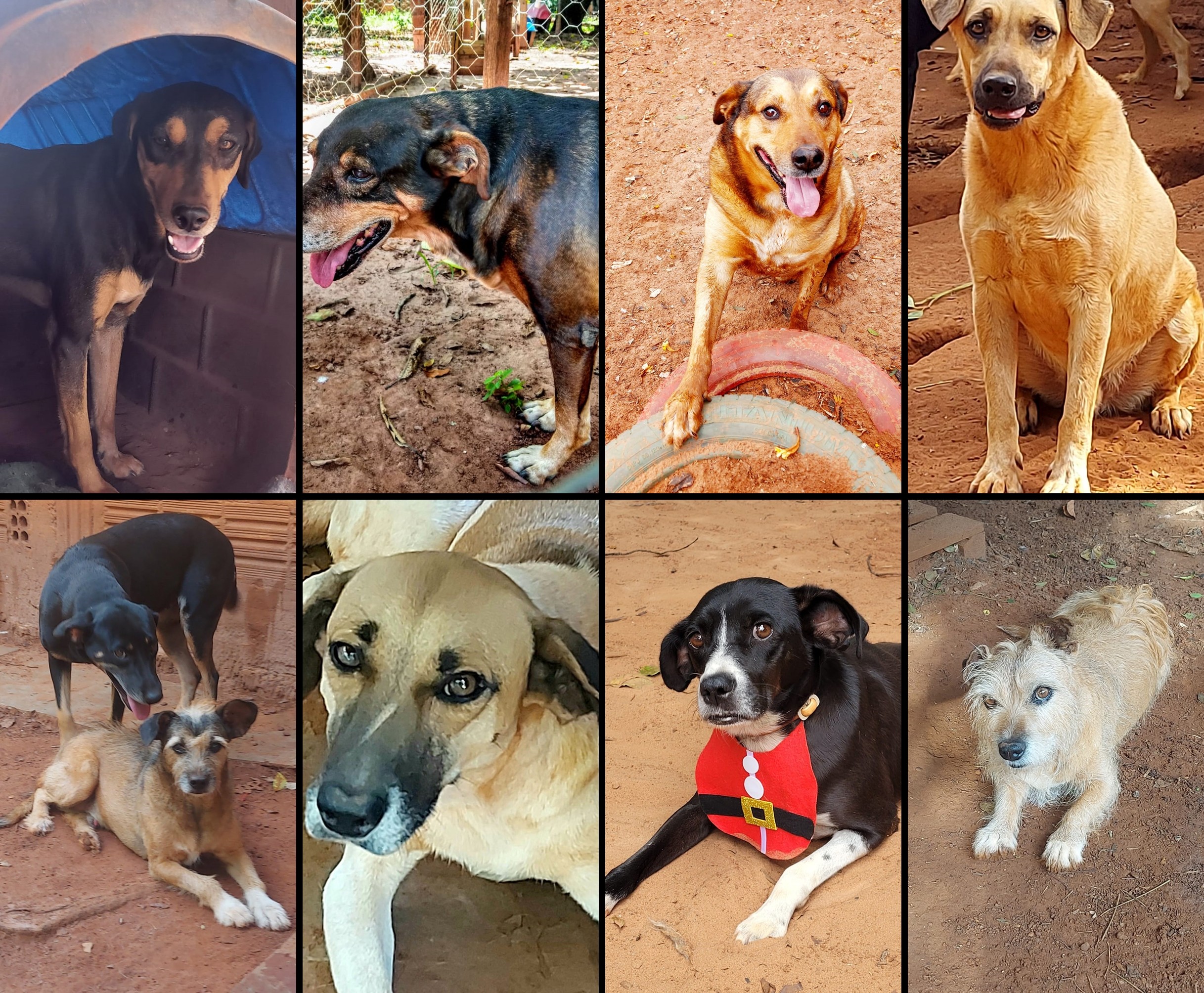 Ataque de abelhas mata nove cães em abrigo no interior de SP