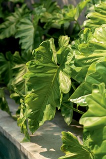Os filodendros podem ser cultivados em grandes vasos de áreas internas ou em jardins e canteiros. Apreciam umidade, portanto, fique atento às regas