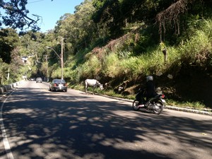 Prefeitura retira cavalo morto na encosta do Morro do Cantagalo, Rio de  Janeiro