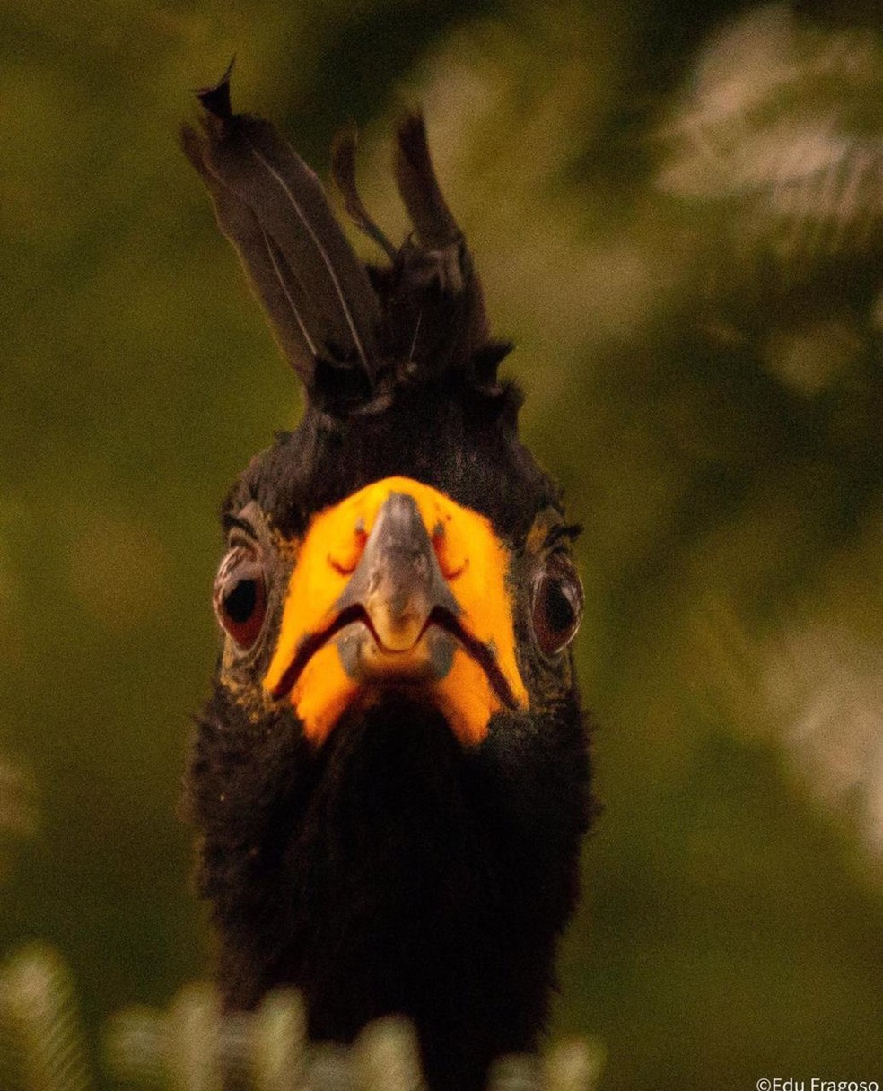 Biólogo flagra Mutum-de-penacho no Pantanal de MS. — Foto: Edu Fragoso/Foto