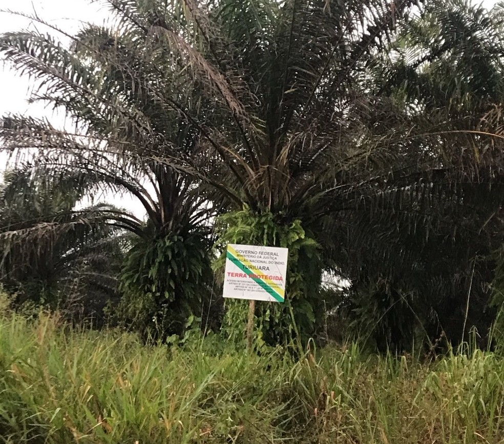 Plantação de dendê nos limites de demarcação de terra indígena no Pará — Foto: Elielson Silva / Arquivo Pessoal