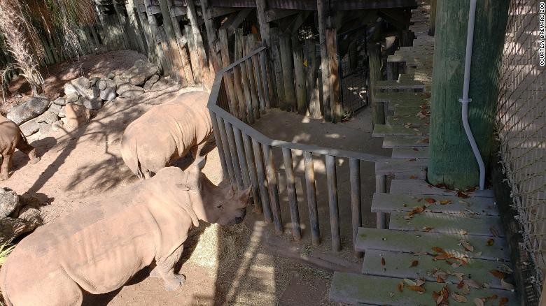 O zoológico oferecia aos visitantes a experiência de tocar os animais, mas está revendo os procedimentos após o acidente com a menina de 2 anos (Foto: Reprodução/Brevard Zoo)