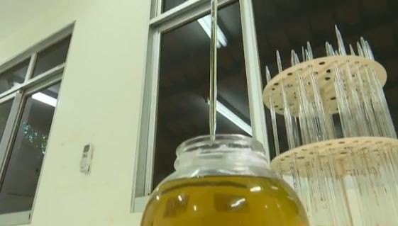 Pesquisadores desenvolvem inseticida orgânico à base de óleo essencial da pimenta-de-macaco thumbnail
