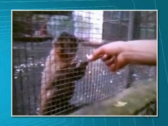 Menores são suspeitos de dar cigarro de maconha a macaco; veja o vídeo (Foto: Reprodução / RPC TV)