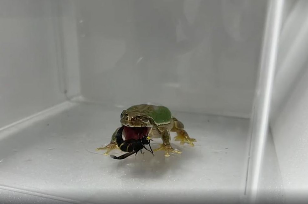 Pesquisadores testaram a hipótese em laboratório, oferecendo vespas a duas espécies de rãs — Foto: Current Biology/ Divulgação