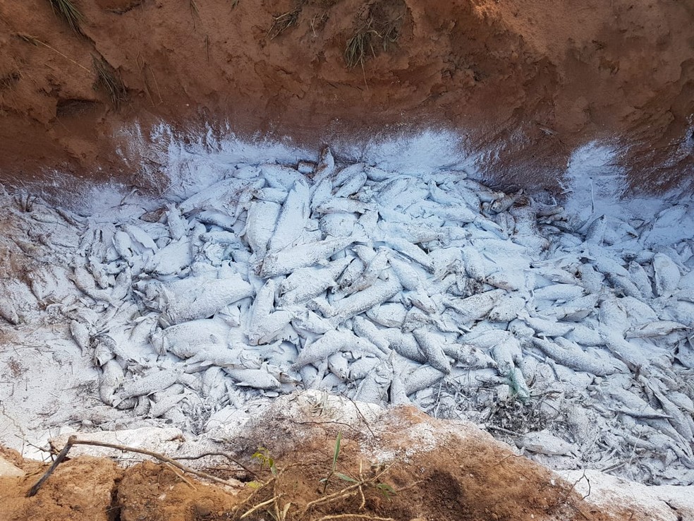 Peixes mortos foram recolhidos do Rio Teles Pires — Foto: MP-MT/ Divulgação