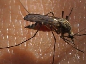 Mosquito (Foto: Reprodução/ Rede Amazônica em Roraima)
