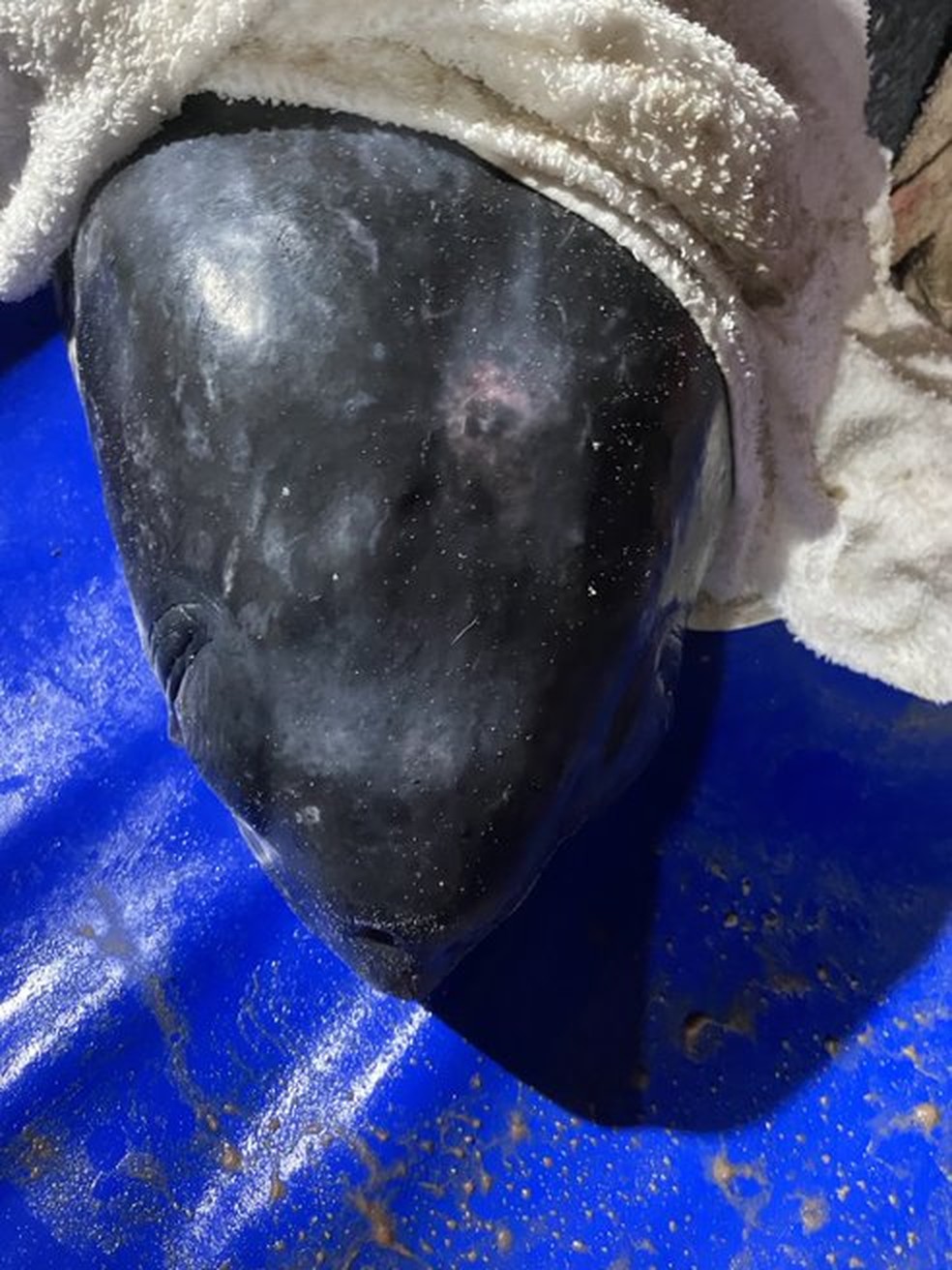 Ferimento na cabeça em tartaruga-de-couro encalhada viva em Itapoá — Foto: PMP-BS Univille/Divulgação