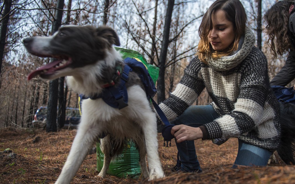 Francisca Torres (esquerda) e sua irmã Constanza, treinadoras do grupo de ativismo animal Pewos, preparam as mochilas de seus border collies com sementes em Talca, no Chile, no dia 23 de junho (Foto: Martin Bernetti/AFP)
