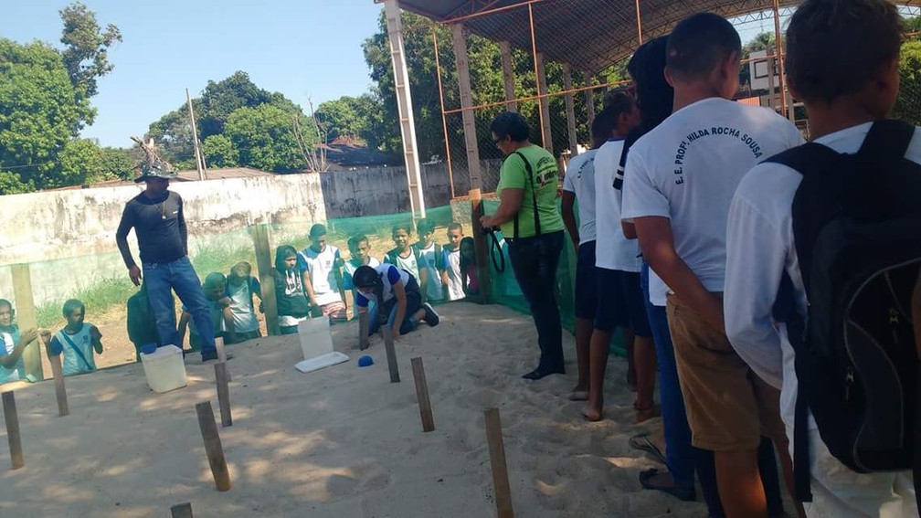 O projeto 'Amigos da natureza' faz o repovoamento da tartaruga-da-amazÃ´nia por meio de berÃ§Ã¡rios em locais seguros e monitorados, atÃ© em escolas e quartÃ©is militares â Foto: Projeto Amigos da natureza